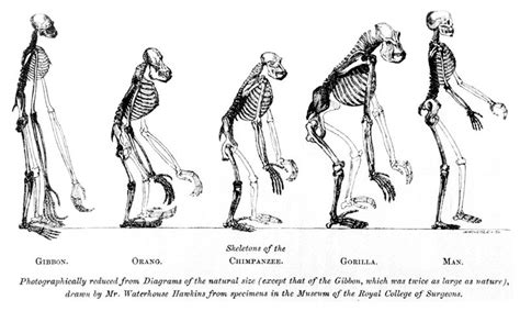 Charles Darwin’s ‘On the Origin of Species’ | SciHi Blog