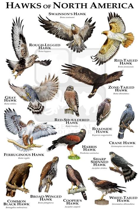 Pin by courtney wiley on Animals: Raptors | Backyard birds watching ...