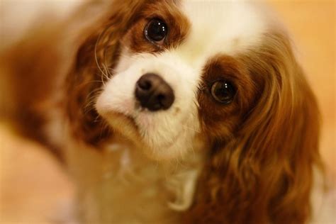 Top 10 Small Quiet Dog Breeds | PetGuide