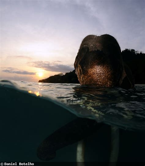 Elephant Underwater Photography