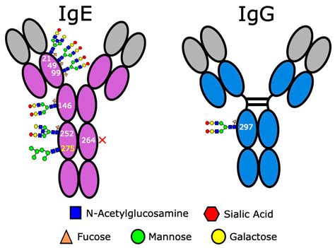 Antibodies | Free Full-Text | IgE Antibodies against Cancer: Efficacy and Safety | HTML