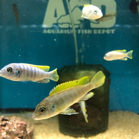 Cynotilapia Afra Jalo Reef Small - for sale at Aquarium Fish Depot