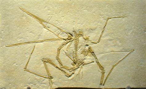 Pterosaur Feathers: Another Myth Exploded – CEH