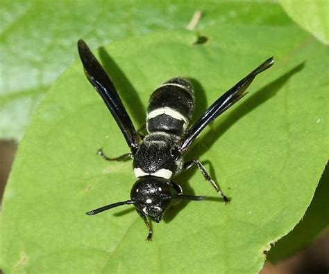 Black and white wasp - Ohio - Euodynerus megaera - BugGuide.Net