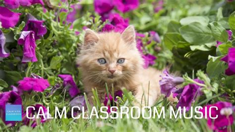 Relaxing Music For Classroom Work - Cute Kittens - Calm classroom music for children - YouTube