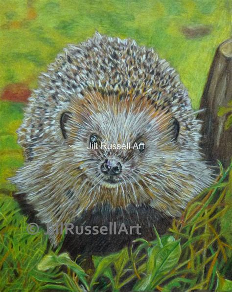 Young Hedgehog (Print) - Pet Portraits