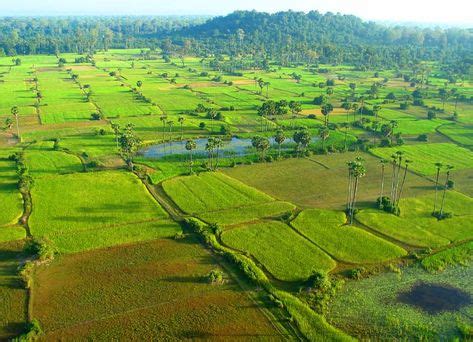 Rice Fields of Cambodia | SE Asia in 2019 | Cambodia travel, Cambodia ...