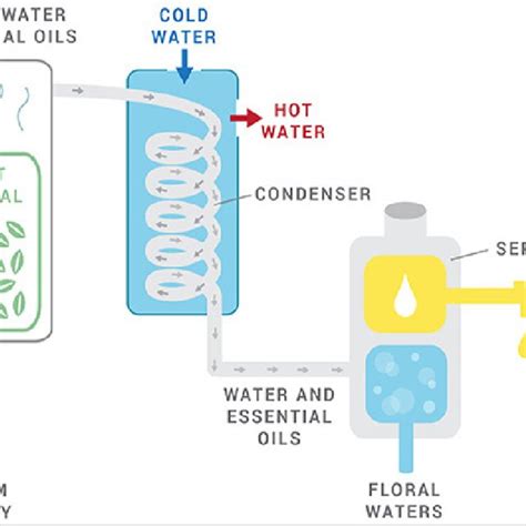 Cold Pressed Method/ Expression Method of Essential Oil Extraction... | Download Scientific Diagram