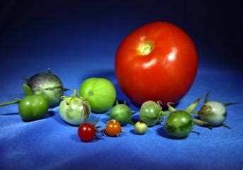 New sequencing reveals genetic history of tomatoes | (e) Science News