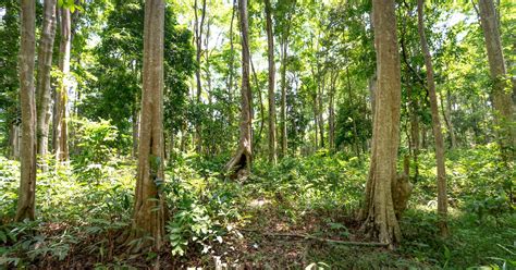 Tall Trees in the Forest · Free Stock Photo