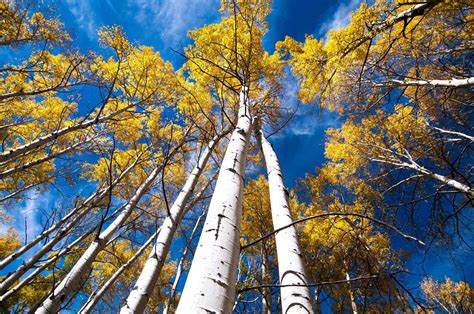 Lend your ear to Pando: the tree as large as a forest