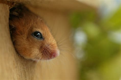 Hazel Dormouse Conservation | Wildlife Science