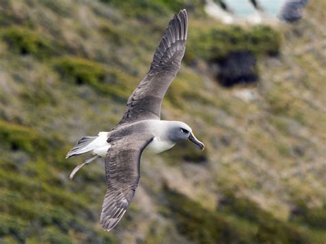 Gray-headed Albatross - eBird