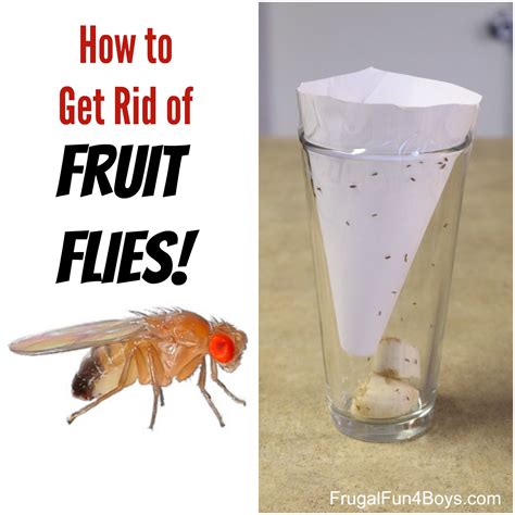 How to Get Rid of Fruit Flies - Frugal Fun For Boys and Girls