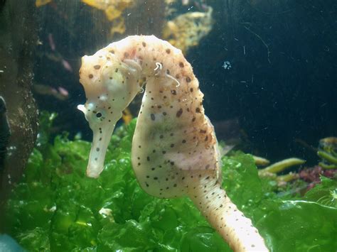 AQUATICHYK: BIG-BELLY SEAHORSE / Hippocampus abdominalis