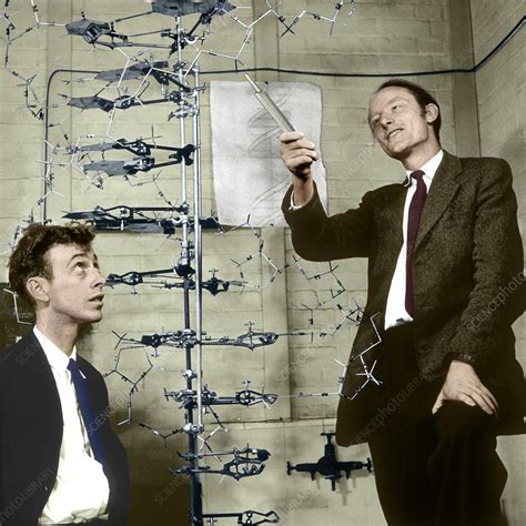 Watson and Crick with their DNA model | James watson, Dna model ...