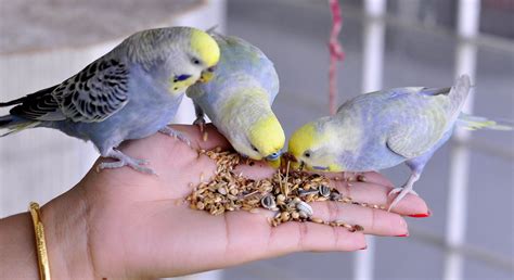 Beautiful Tamed Budgies Eating Seeds on Hand | Pet birds, Budgerigar, Budgerigar bird