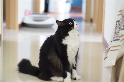 Is a Tuxedo Cat Hypoallergenic? Vet-Approved Allergy Care Tips - Catster