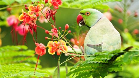 Green Parrot Is Sitting On Green Leaves Tree Branch HD Birds Wallpapers | HD Wallpapers | ID #65216