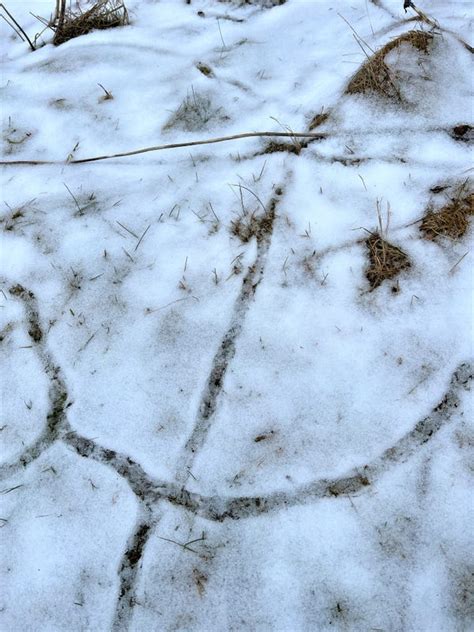 Nature News: Voles and their intricate tunnels in your yard