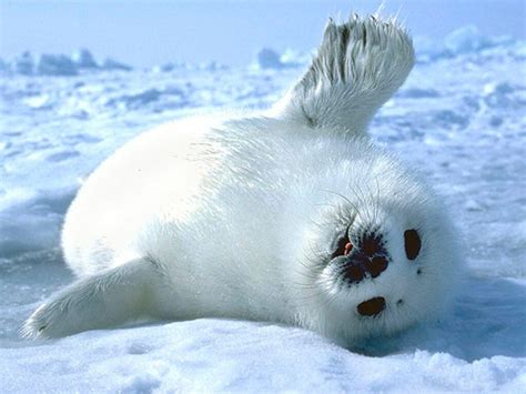 Galería de imágenes: Fotos de focas bebés