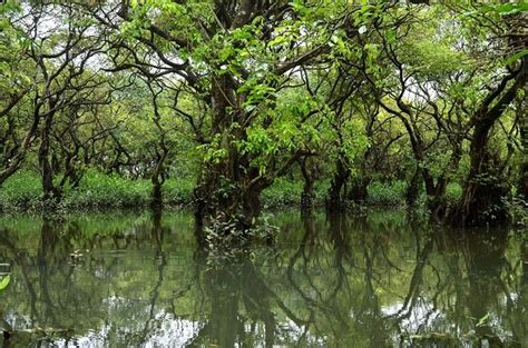 Ratargul Swamp Forest | Tourist places, Tourist attraction, Tourist