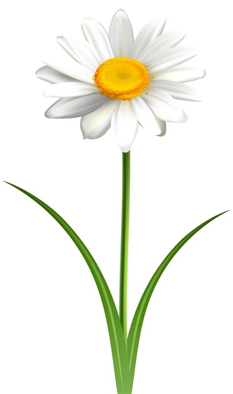 Common daisy Clip art Openclipart Vector graphics Free content - others ...