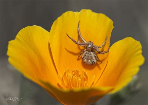 Predators and prey: Returned to the wildflowers today to find the predators being more ...