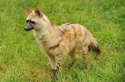 Aardwolf - Interesting Facts, Breeding, Pictures and Other Information | by Pets Planet ...