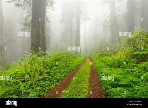 Old forest road running through the towering redwood trees of Del Norte ...