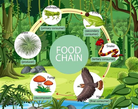 Unveiling the Intricacies of the Forest Food Chain: A Comprehensive Guide | by Dr Ahsanur Rahman ...