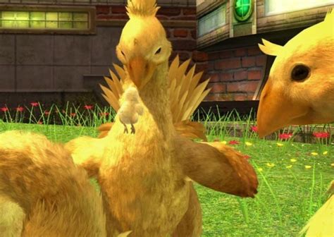 [Chocobo Guide] The Basics of Chocobo Breeding in FFXIV