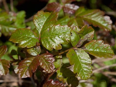 Pacific poison oak (Toxicodendron diversilobum) | Flickr - Photo Sharing!