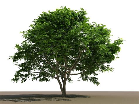 Philippine Native Bani Tree | 3D model | Philippine, Tree, Plants