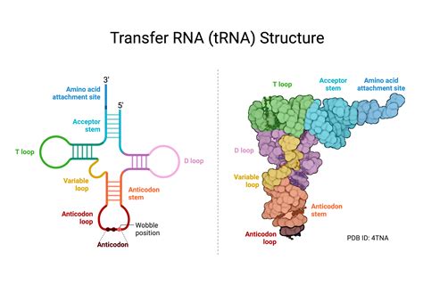 Transfer RNA (tRNA) Structure | BioRender Science Templates