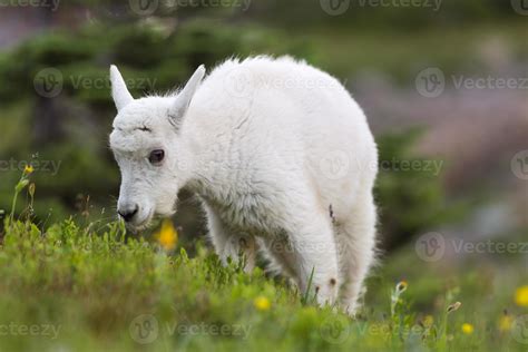 Baby Mountain Goat Grazing 900674 Stock Photo at Vecteezy