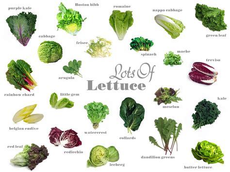 types of lettuce with pictures and names - Google Search | Gardening ...