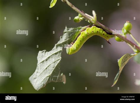 Bee hawk-moth caterpillar Stock Photo - Alamy