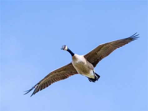 Canada Goose Migration: A Complete Guide | Birdfact