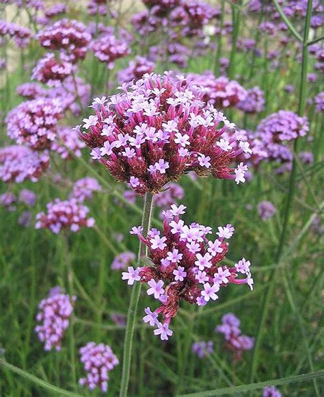 VERBENA BONARIENSIS |The Garden of Eaden