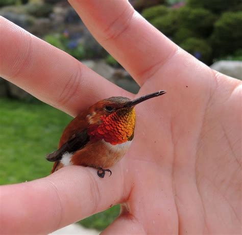 Bee Hummingbird | Bee hummingbird, Hummingbird pictures, Pet birds