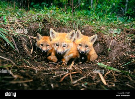 Red fox pups at den in Colorado Stock Photo - Alamy