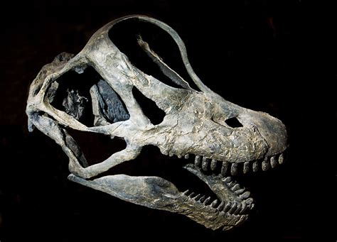 Brachiosaurus Skull Fossil Photograph by Millard H. Sharp - Pixels