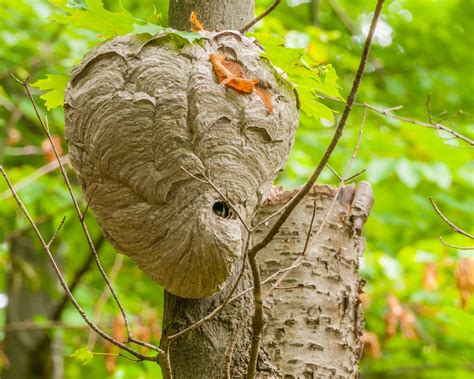 Baldfaced Hornet - Pest Library - Rose Pest Solutions