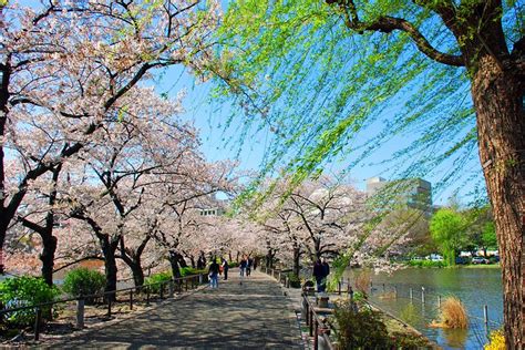 25+ Most Beautiful Places In Tokyo Japan Gif - Backpacker News