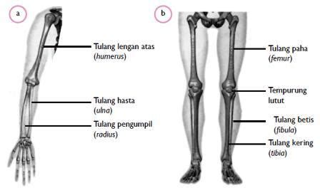 Tulang-tulang Penyusun Anggota Gerak | BIOLOGY SMART