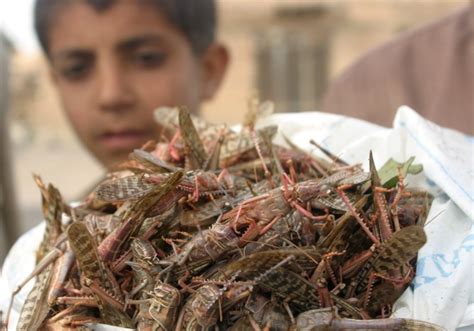 Locust mayhem threatening food security in East Africa | Carbon Copy