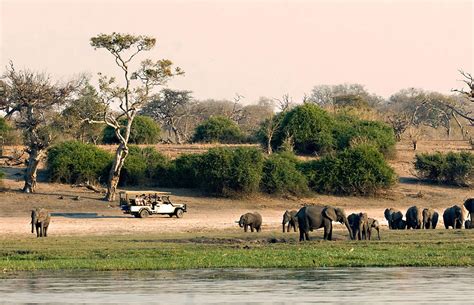 Chobe NP Photos – Images & Pictures