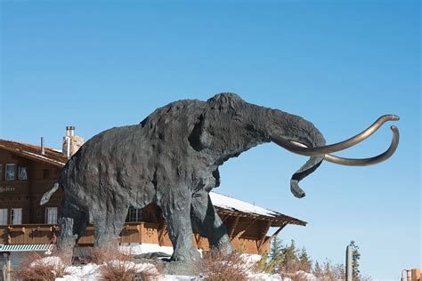 The Latest Frozen Mammoth Discovered in Canada! | Earth And The Environment