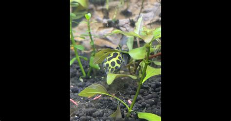 [Rare Footage] Pufferfish Eating : r/Aquariums